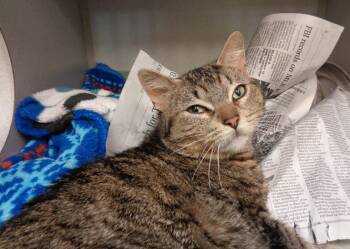 Tiger Cats Available for Adoption in Delhi, New York - QUOKKA | PetCurious
