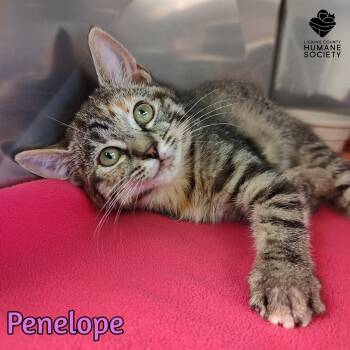 Domestic Short Hair Cats Available for Adoption in Heath, Ohio - Penelope | PetCurious