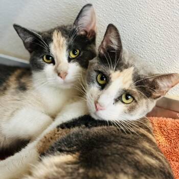 Tiny -  Domestic Short Hair Cat for Adoption in Saint Charles, Missouri - Tiny | PetCurious