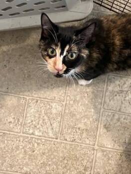 Idgie Burk -  Calico Cat for Adoption in Somerset, Kentucky - Idgie Burk | PetCurious