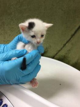 Domestic Short Hair Cats Available for Adoption in Riverside, California - JIGGLY PUFF | PetCurious