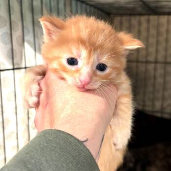Domestic Short Hair Cats Available for Adoption in Monroe, Michigan - Emerson | PetCurious