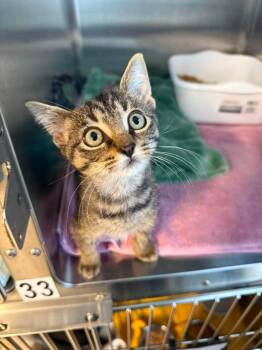 Monkey -  Domestic Short Hair Cat for Adoption in Sebastian, Florida - Monkey | PetCurious