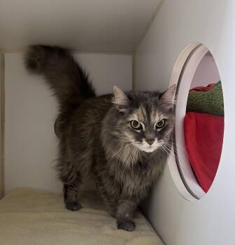 Domestic Long Hair Cats Available for Adoption in Reisterstown, Maryland - Ghost | PetCurious