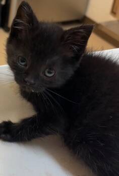 PICKLES -  Domestic Short Hair Cat for Adoption in Elizabethton, Tennessee - PICKLES | PetCurious