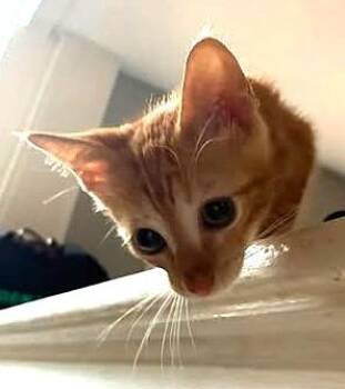 Orange Blossom -  Domestic Short Hair Cat for Adoption in Kansas City, Missouri - Orange Blossom | PetCurious