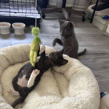 Daisy -  Domestic Medium Hair Cat for Adoption in Pleasanton, California - Daisy | PetCurious