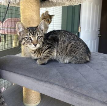 Tabby Cats Available for Adoption in Lathrop, California - Praline | PetCurious
