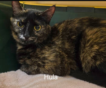 Rescue Domestic Short Hair Cats for Adoption - Hula | PetCurious