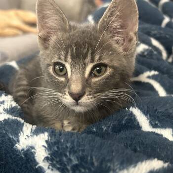 Arthur (King of Camelot) -  Tabby Cat for Adoption in Albuquerque, New Mexico - Arthur (King Of Camelot) | PetCurious