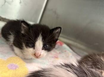 EUGENE -  Domestic Short Hair Cat for Adoption in Dallas, Texas - EUGENE | PetCurious