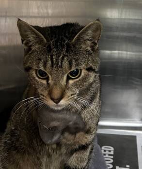 Rescue Domestic Short Hair Cats for Adoption in Spartanburg, South Carolina - Trip | PetCurious