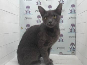 WILLOW -  Domestic Short Hair Cat for Adoption in Orlando, Florida - WILLOW | PetCurious