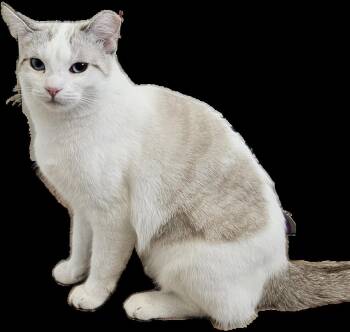 Rescue Domestic Short Hair and Siamese Cats for Adoption in Chandler, Arizona - Kate Middleton | PetCurious