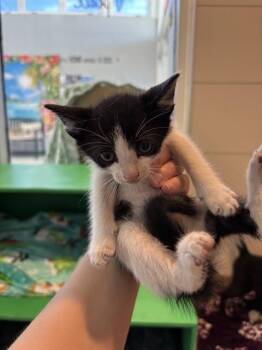 DURIAN -  Domestic Short Hair Cat for Adoption in Forney, Texas - DURIAN | PetCurious