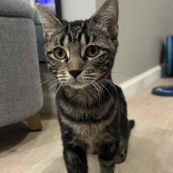 Rescue Domestic Short Hair Cats for Adoption in Martinsville, Indiana - Char | PetCurious