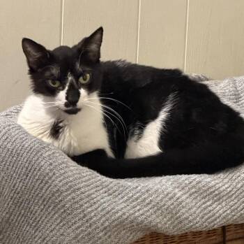 Domestic Short Hair Cats Available for Adoption in Fountain Valley, California - Oreo - Super Mellow | PetCurious