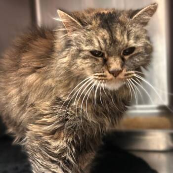 Pooh -  Domestic Long Hair Cat for Adoption in Davenport, Iowa - Pooh | PetCurious