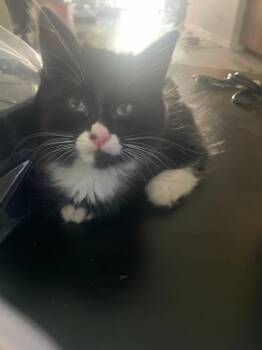 Biscuit -  Domestic Medium Hair Cat for Adoption in Lincoln, California - Biscuit | PetCurious