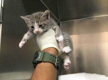 Domestic Short Hair Cats Available for Adoption in Thousand Palms, California - A1918110 | PetCurious