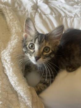 Bandy -  Domestic Short Hair and Tabby Cat for Adoption in Stover, Missouri - Bandy | PetCurious
