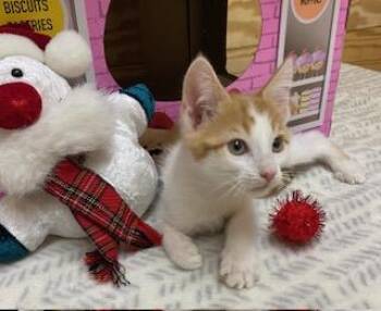 Rescue Tabby Cats for Adoption in Southern Pines, North Carolina - Charley Aka Wobbles | PetCurious