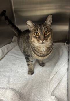 Rescue Domestic Short Hair Cats for Adoption in San Luis Obispo, California - Simon | PetCurious