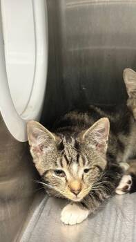 Domestic Short Hair Cats Available for Adoption in Clarksville, Tennessee - Seasalt | PetCurious