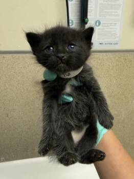 FIREFLY -  Domestic Short Hair Cat for Adoption in Riverside, California - FIREFLY | PetCurious