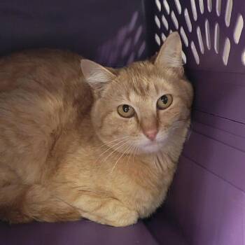 Domestic Short Hair Cats Available for Adoption in Salt Lake City, Utah - Lewis | PetCurious
