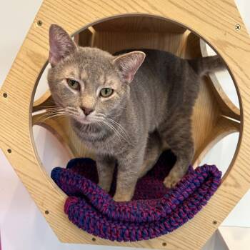 Rescue Domestic Short Hair Cats for Adoption in Evanston, Illinois - Lumiere | PetCurious