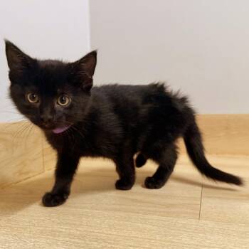 Ghost C71519 -  Domestic Short Hair Cat for Adoption in Minnetonka, Minnesota - Ghost C71519 | PetCurious