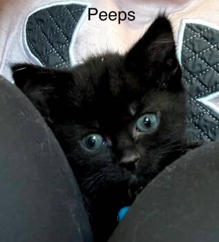 Domestic Short Hair Cats Available for Adoption in Syracuse, Indiana - Peeps | PetCurious