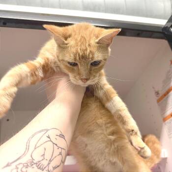 Buffy -  Domestic Short Hair Cat for Adoption in Albert Lea, Minnesota - Buffy | PetCurious