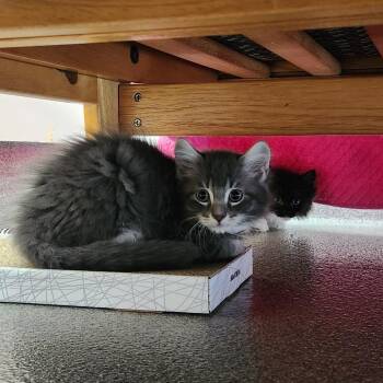 Murray -  Domestic Long Hair Cat for Adoption in Brockton, Massachusetts - Murray | PetCurious