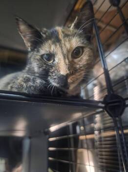 Gemini -  American Shorthair Cat for Adoption in Levittown, New York - Gemini | PetCurious