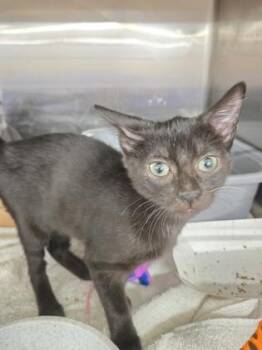 Park -  Domestic Short Hair Cat for Adoption in River Ridge, Louisiana - Park | PetCurious