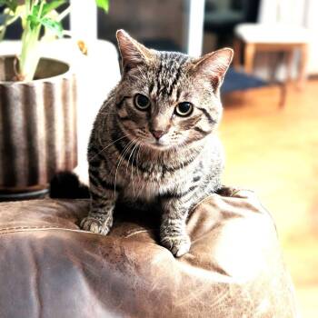 Domestic Short Hair Cats Available for Adoption in South Riding, Virginia - Diego | PetCurious