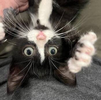 Rescue Domestic Short Hair Cats for Adoption in Augusta, Georgia - Barry Tango | PetCurious