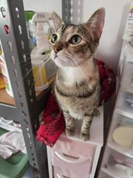 Vita -  Domestic Short Hair Cat for Adoption in River Ridge, Louisiana - Vita | PetCurious