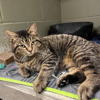 Domestic Medium Hair Cats Available for Adoption - Fiyero | PetCurious