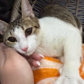 Rescue Domestic Short Hair Cats for Adoption in Pasadena, Maryland - Cherry | PetCurious