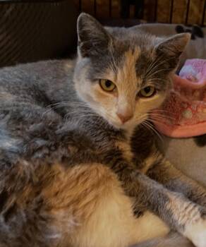 Domestic Short Hair Cats Available for Adoption - Karma | PetCurious