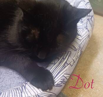 Rescue Domestic Short Hair Cats for Adoption in Port Washington, Wisconsin - Dot | PetCurious