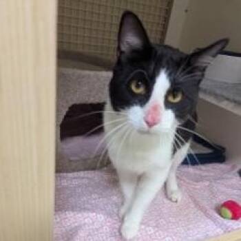 Frederick -  Domestic Short Hair Cat Available for Adoption in Cape Saint Claire, Maryland - Frederick | PetCurious