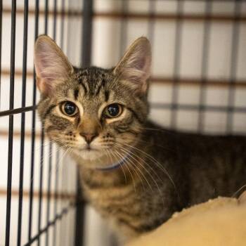 Fudge -  Domestic Short Hair Cat for Adoption in Pawling, New York - Fudge | PetCurious