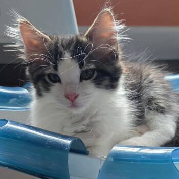 Azriel -  Domestic Long Hair Cat for Adoption in Kansas City, Missouri - Azriel | PetCurious