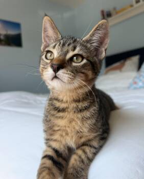 Rescue Domestic Short Hair Cats for Adoption in Woodbridge Township, New Jersey - George | PetCurious