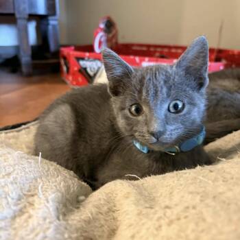 Stardust -  Russian Blue Cat for Adoption in Bentonville, Arkansas - Stardust | PetCurious
