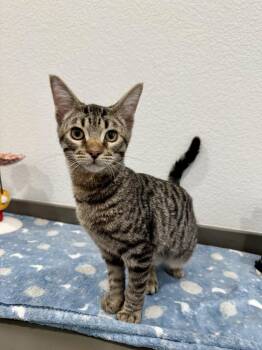 Storm -  Domestic Short Hair Cat for Adoption in Las Vegas, Nevada - Storm | PetCurious